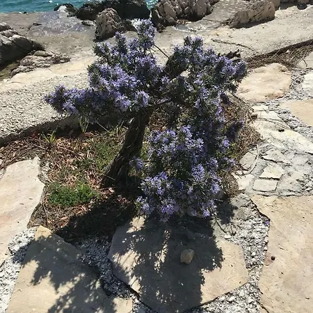 Vera 1 *